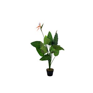 Plante STRELITZIA Plantes et fleurs artificielles