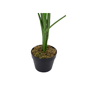 Plante STRELITZIA