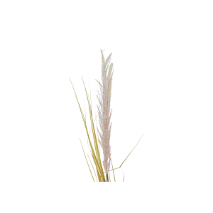 Tige Jonc Simple - Beige