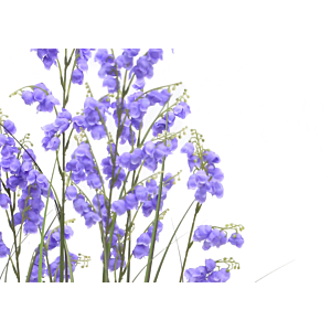 Herbe de campanule avec pot 140cm - Vert / Violet
