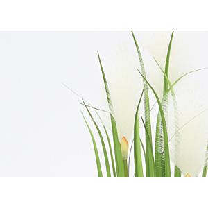 Herbe Roseau avec pot 81cm - Vert