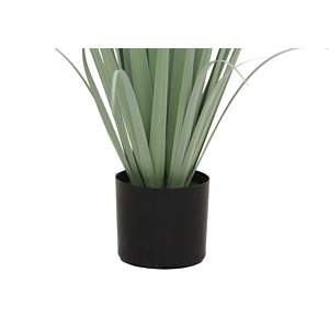 Herbe Gladiolus grass avec pot 121cm - Vert