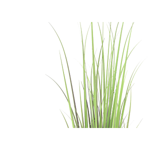 Paquet d'herbes 121cm - Vert