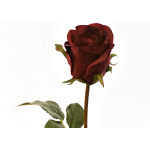 Rose 60cm - Rouge