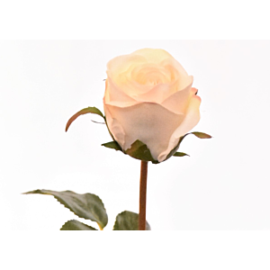 Rose 60cm - Blanche