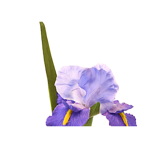 Fleur IRIS 95cm - Bleu