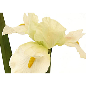 Fleur IRIS 95cm - Blanc