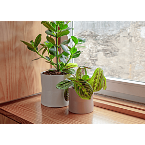 Pot Diana 14cm - Vert