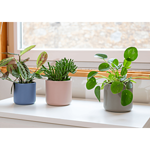 Pot Juno 19cm - Vert