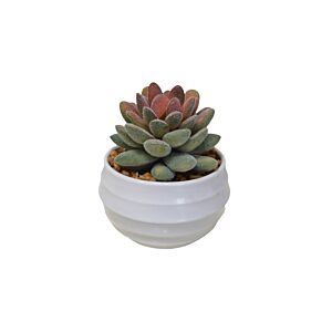 Plante ARTIFICIELLE AVEC POT EN MELAMINE 8,5x8,5x10cm - Blanc Plantes et fleurs artificielles