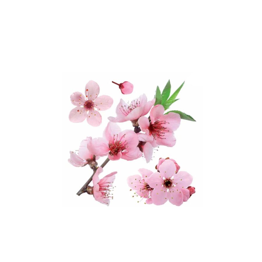 Papier Peint CHERRY BLOSSOM - Blanc / Rose Papier peint