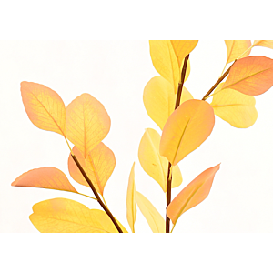 Feuilles d'eucalyptus 90cm - Jaune