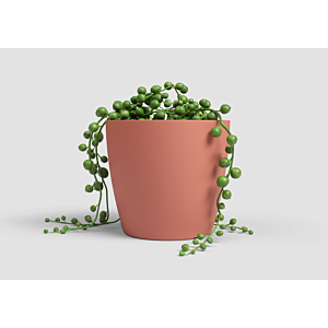 Pot San remo pot 6cm - Rose