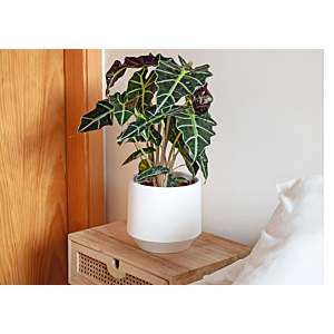 Pot Aurora 20cm - Blanc