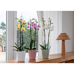 Pot Thalia Orchid 14cm - Rose Clair