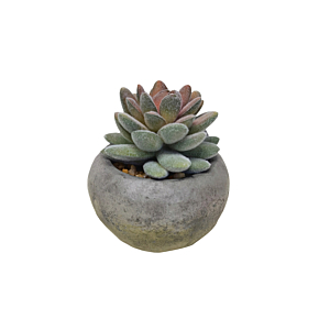 Plante ARTIFICIELLE AVEC POT EN CIMENT 9x9x10cm - Blanc Soldes été vague 2